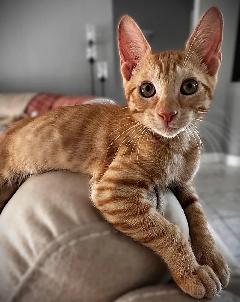 Cooper thumbnail 3