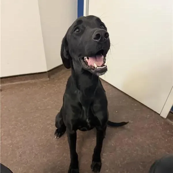 An adult medium-sized male Black Labrador Retriever dog named Petey for adoption in Saint Louis, MO