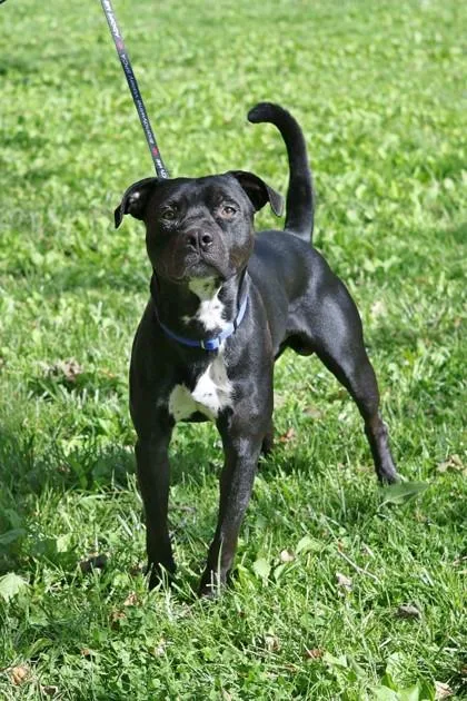 An adult large-sized male Mixed Breed dog named Rick for adoption in West Chester, PA
