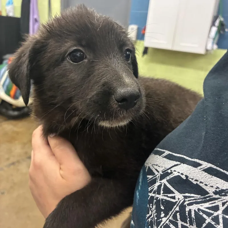 A baby small-sized female Black Mixed Breed dog named Peanut for adoption in Corbin, KY