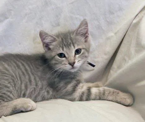 A baby small-sized male Domestic Short Hair cat named Griffin for adoption in Fond Du Lac, WI