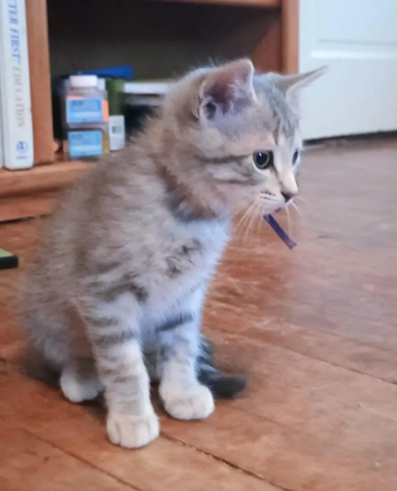 Griffin thumbnail 3