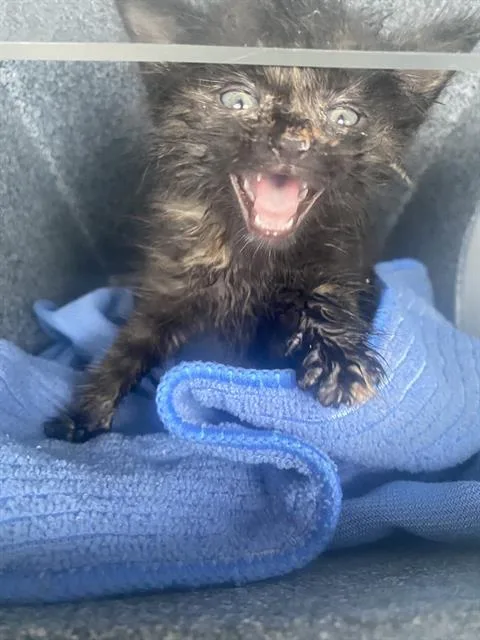 A baby small-sized female Domestic Short Hair cat named Little Rascal for adoption in Dallas, TX