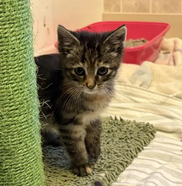 A baby medium-sized female Torbie Domestic Short Hair cat named Deja Vu for adoption in Geneseo, IL