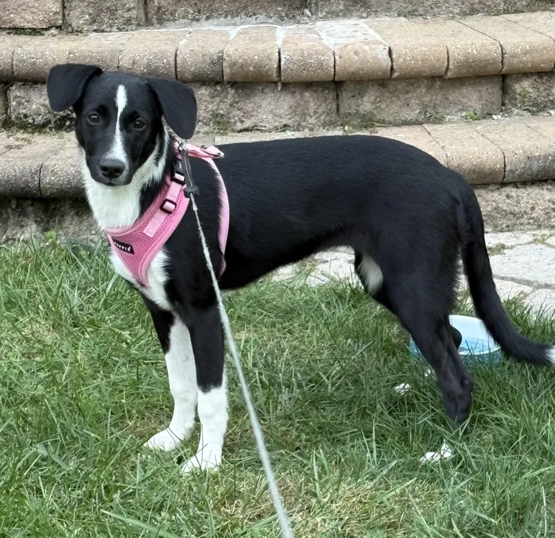 A baby medium-sized female Mixed Breed dog named Rosa for adoption in Columbia, MD