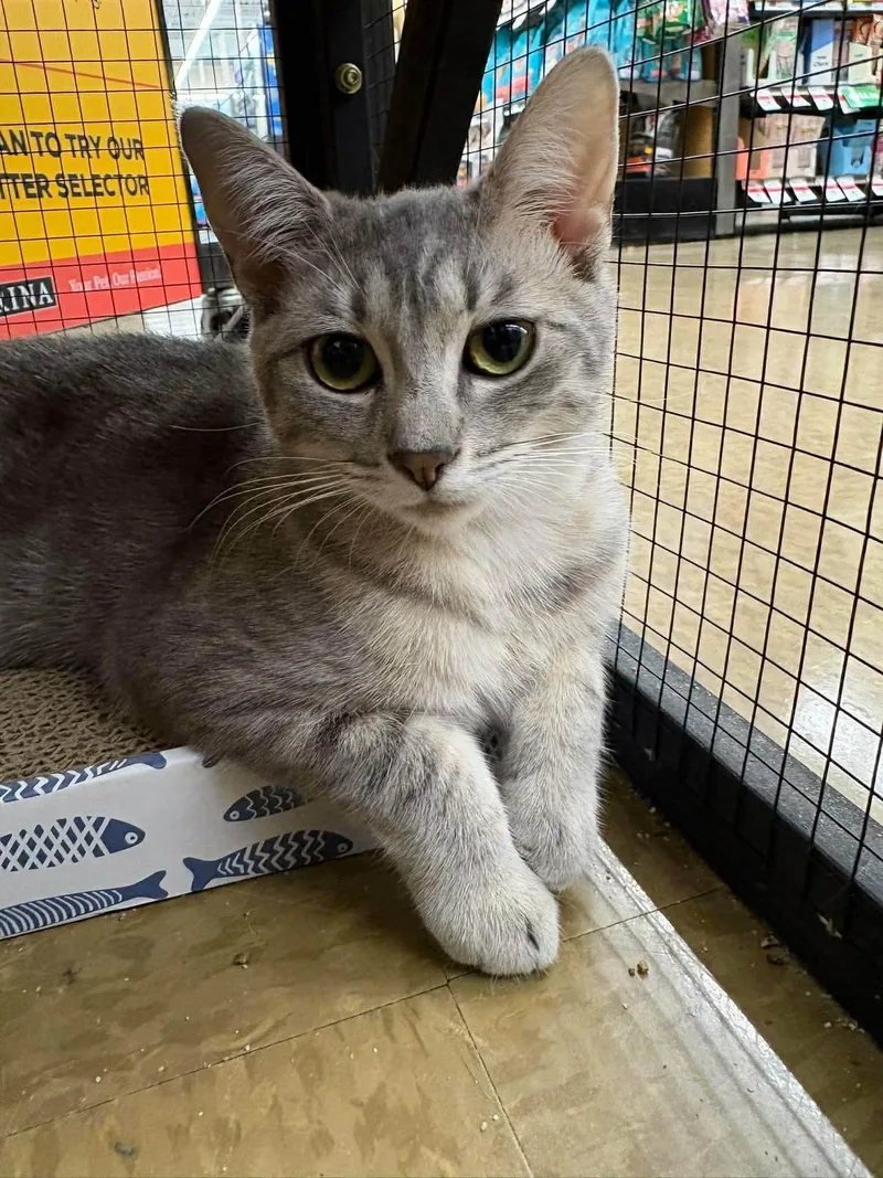 A baby small-sized female American Shorthair cat named Cecile & Cecilia for adoption in East Orange, NJ
