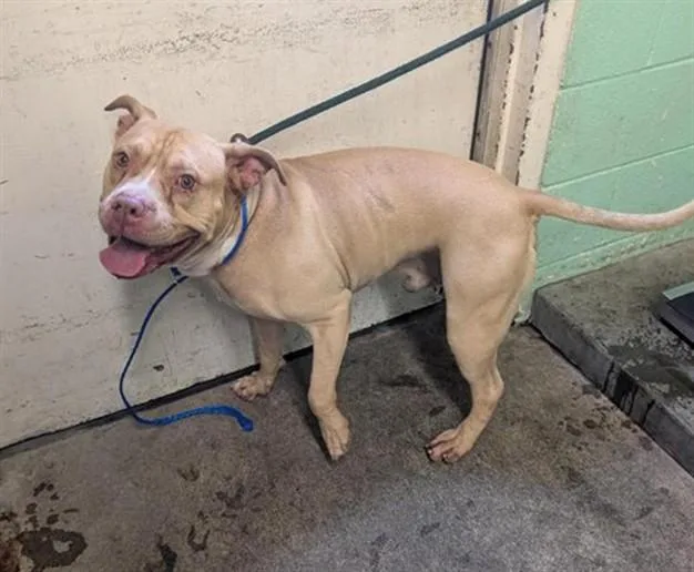An adult large-sized male Pit Bull Terrier dog named Dozer for adoption in Sacramento, CA