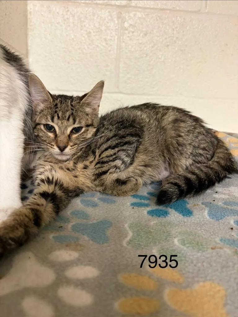 A baby small-sized female Domestic Short Hair cat named Chloe for adoption in Ada, OK