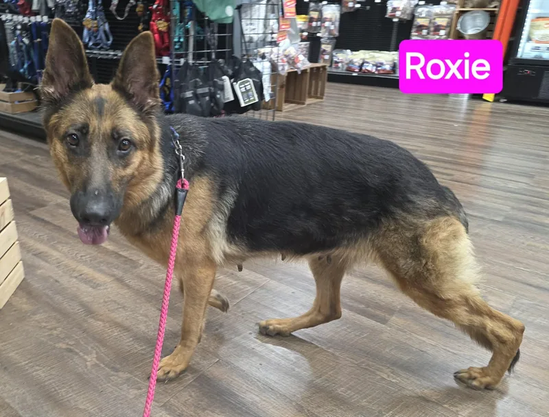 Roxie thumbnail 4