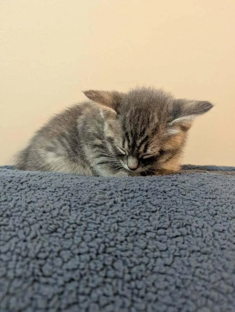 A baby medium-sized female Gray / Blue / Silver Domestic Short Hair cat named Muffin for adoption in Clinton Township, MI