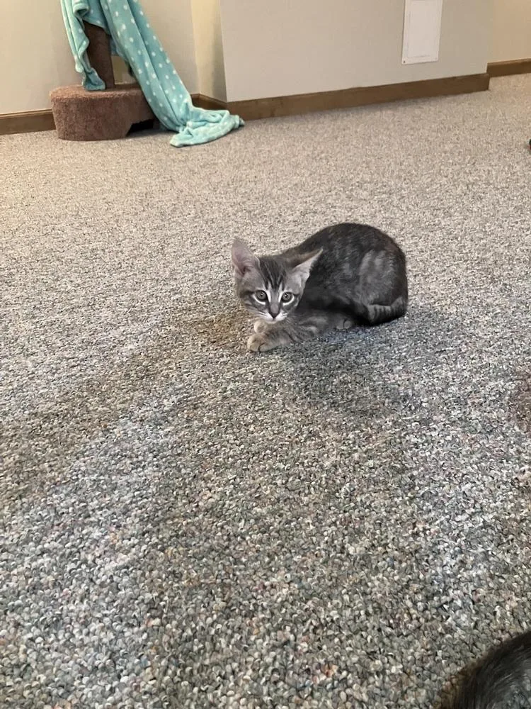 Muffin thumbnail 2