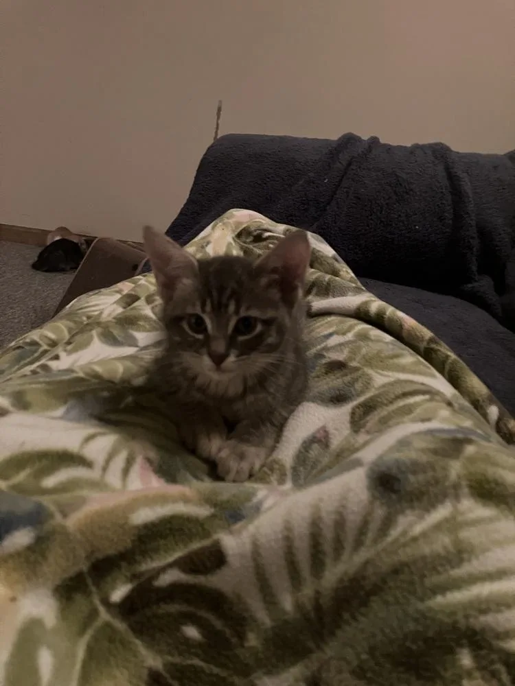 Muffin thumbnail 3