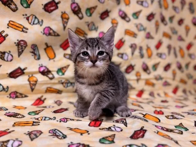 A baby medium-sized female Domestic Short Hair cat named Gum Drop for adoption in Fairfield, CA