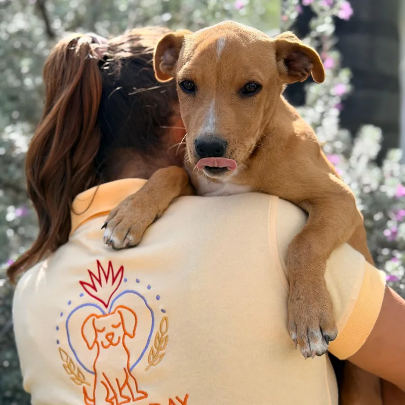 A baby large-sized female Golden Terrier dog named Sienna for adoption in Manvel, TX