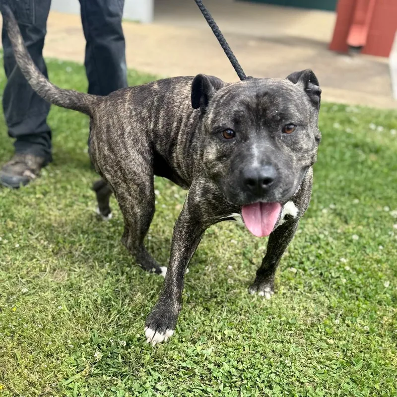 A senior medium-sized male Brindle Mixed Breed dog named Marvin for adoption in Corinth, MS