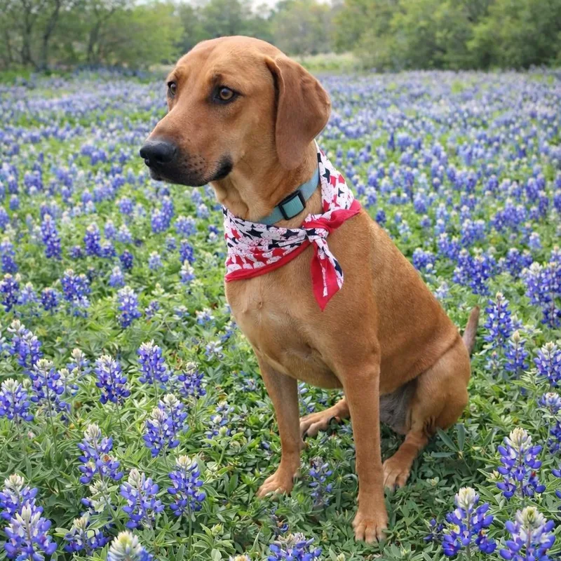 A young medium-sized female Red / Chestnut / Orange Rhodesian Ridgeback dog named Ellie Mae for adoption in Houston, TX
