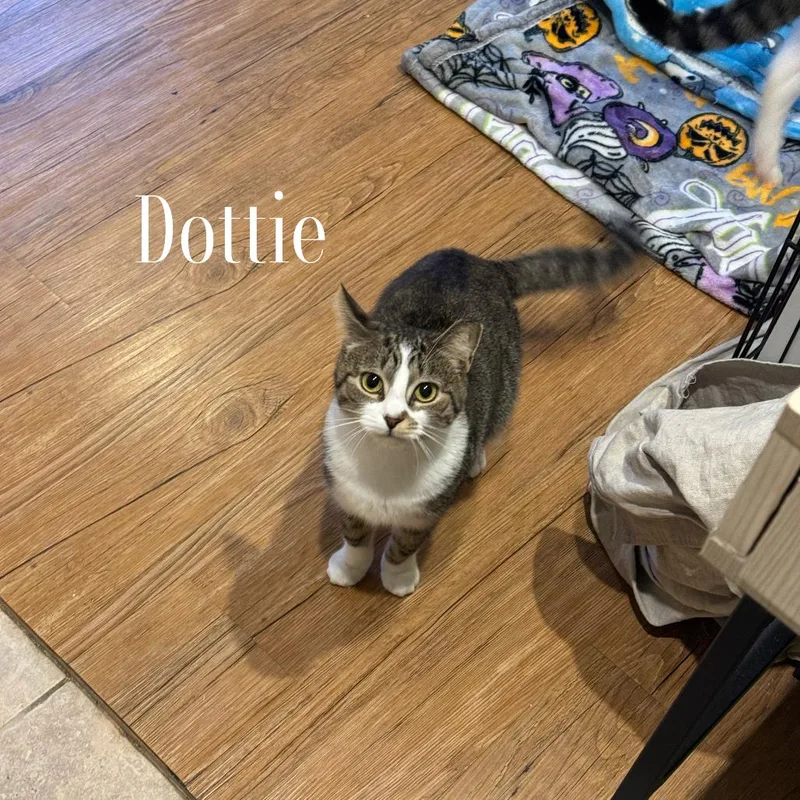 Dottie