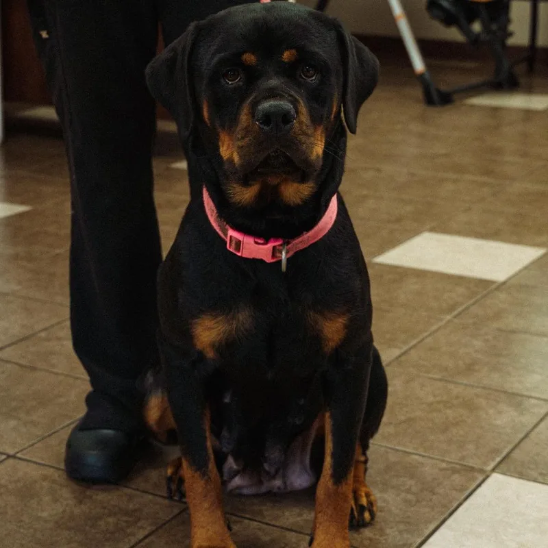 An adult small-sized female Black Rottweiler dog named Athena for adoption in Mocksville, NC