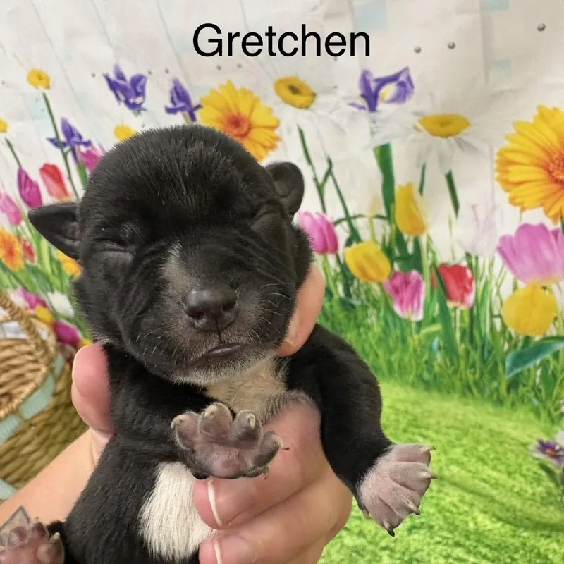 Gretchen