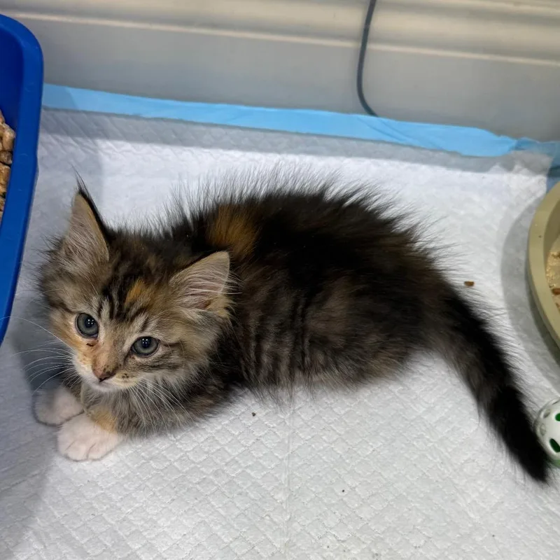 A baby small-sized female Torbie Domestic Medium Hair cat named Son Of A Biscuit for adoption in Westminster, CA