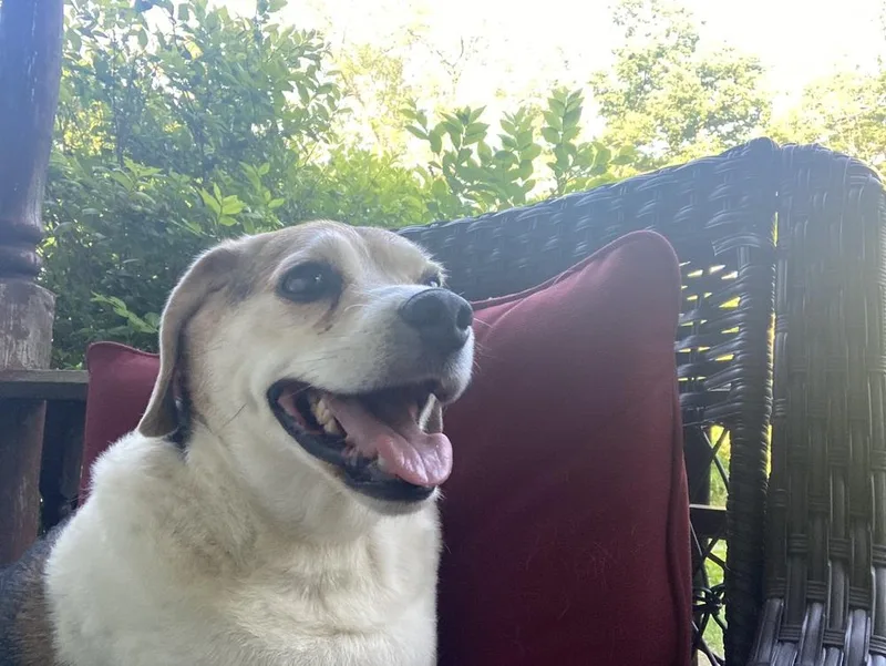 A senior medium-sized male Beagle dog named Big Ed for adoption in Aurora, IN