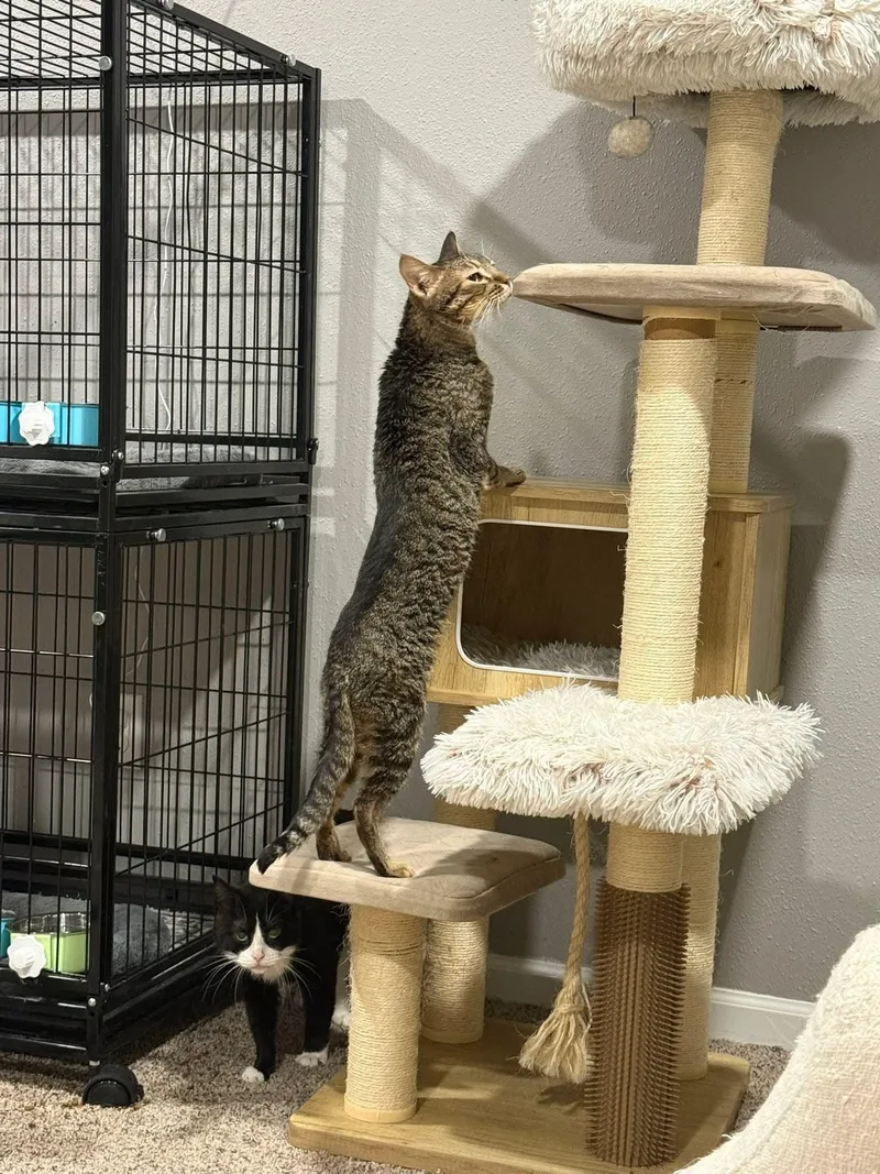 An adult medium-sized female Tabby (Gray / Blue / Silver) Domestic Short Hair cat named Tinkerbell for adoption in Sioux City, IA