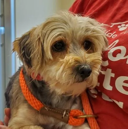 An adult small-sized female Yorkshire Terrier dog named Claire for adoption in Kansas City, MO