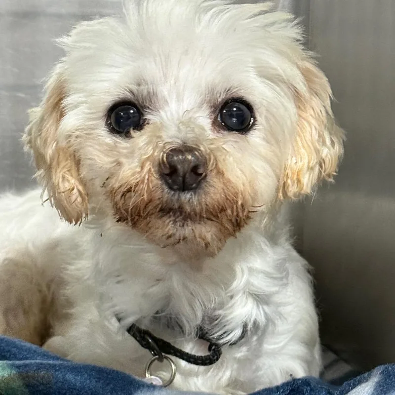 An adult small-sized female Maltese dog named Lamb for adoption in West Chester, PA