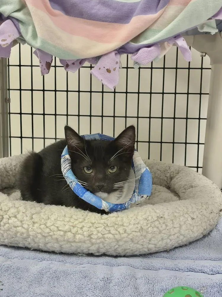 A baby small-sized female Black Domestic Short Hair cat named Bunny for adoption in Alexandria, VA