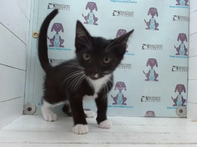 A baby small-sized female Domestic Short Hair cat named Unicorn for adoption in Orlando, FL