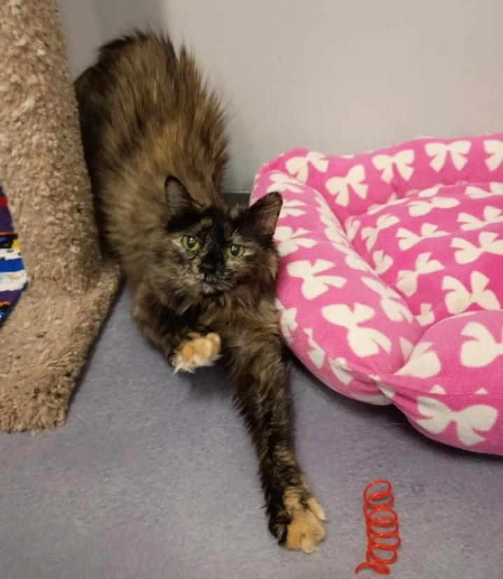 An adult medium-sized female Tortoiseshell Domestic Long Hair cat named Sophia for adoption in Rockford, IL