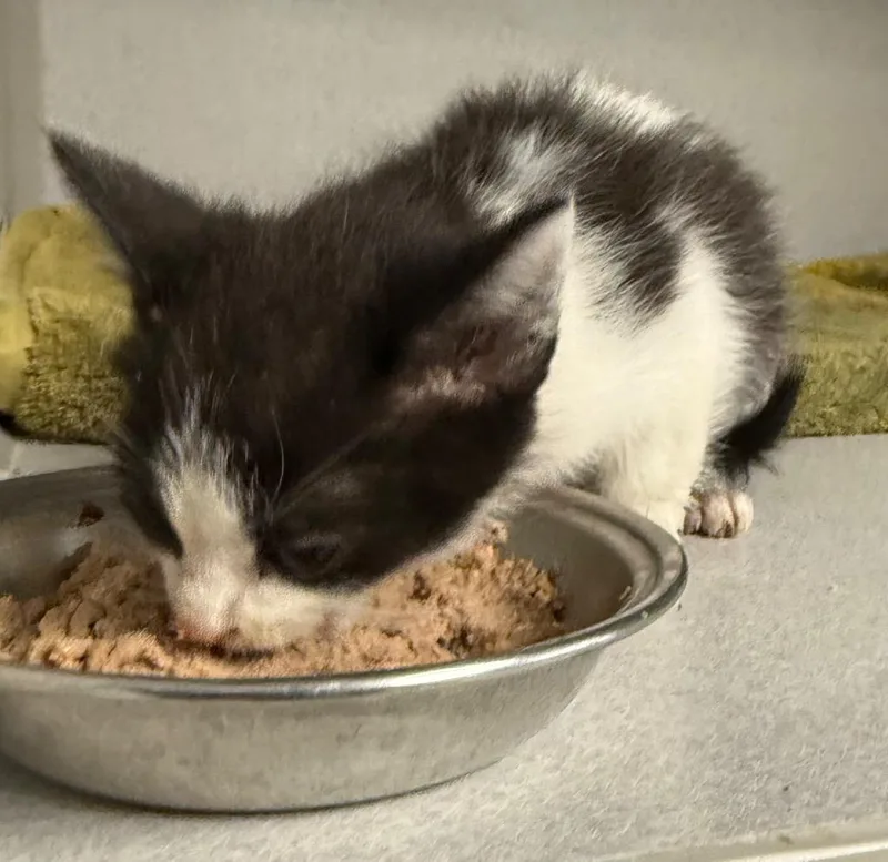 A baby small-sized male Domestic Short Hair cat named Johnny Cash for adoption in Greencastle, IN