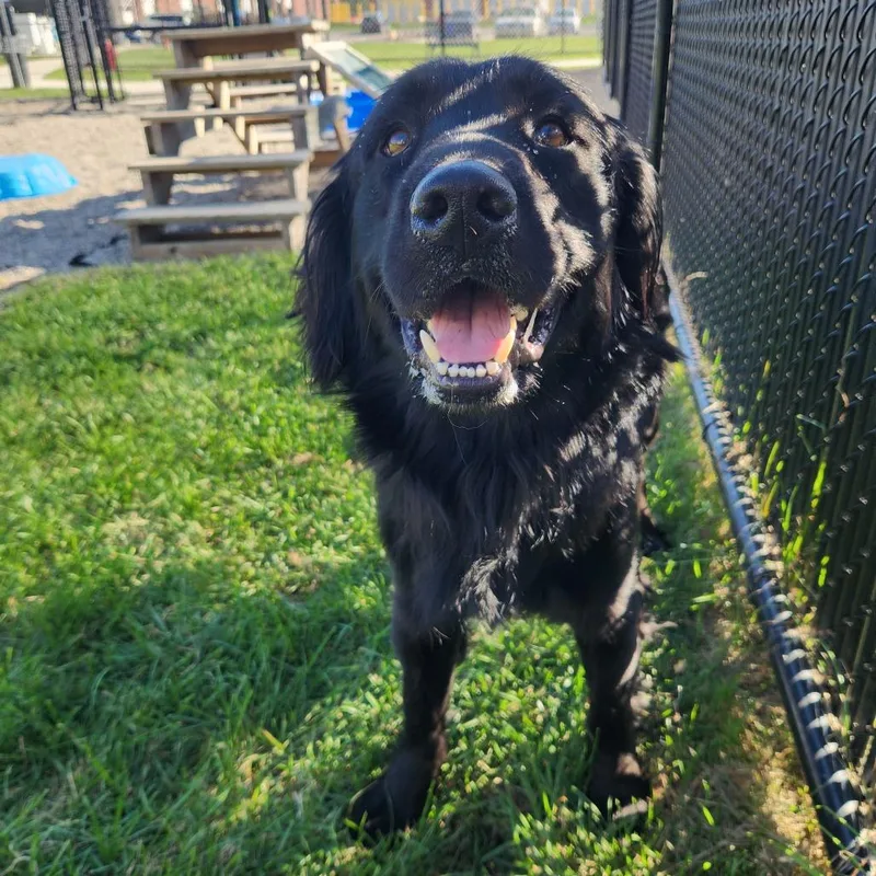An adult large-sized male Black Labrador Retriever dog named Xylo for adoption in Fort Wayne, IN