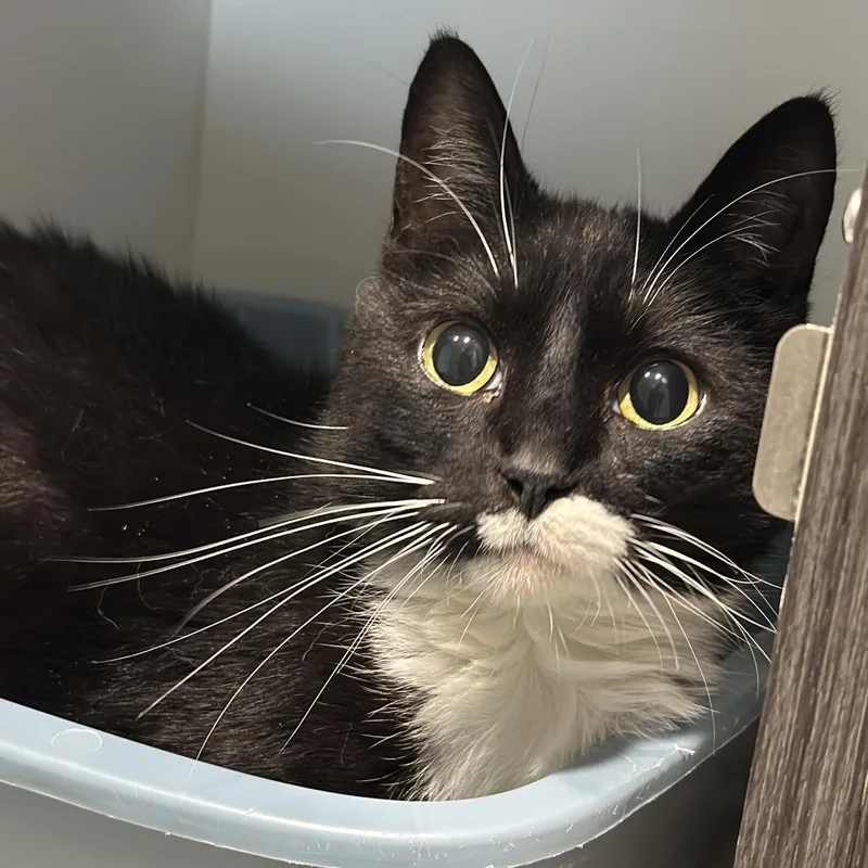 A senior large-sized male Domestic Short Hair cat named Dusty Leaf for adoption in Matteson, IL