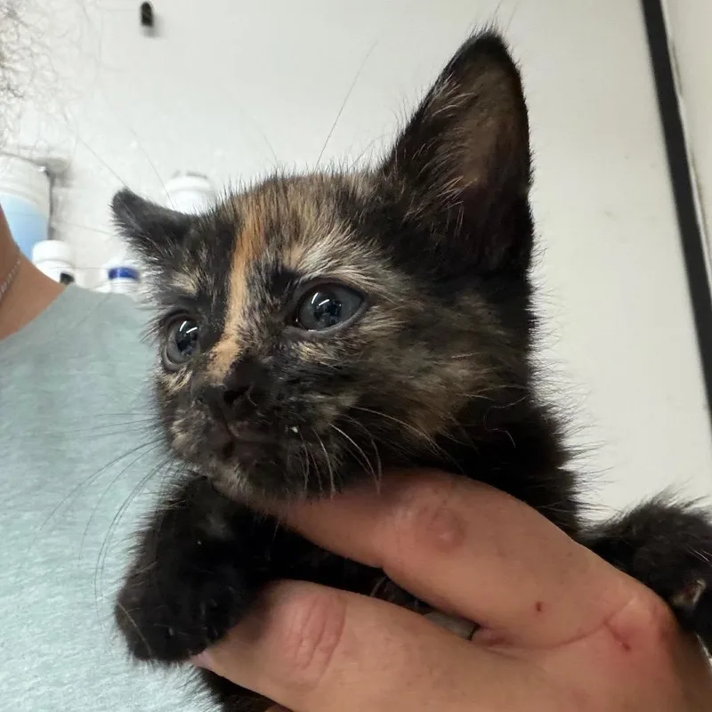A baby small-sized female Tortoiseshell Domestic Short Hair cat named Misty for adoption in Lake Jackson, TX