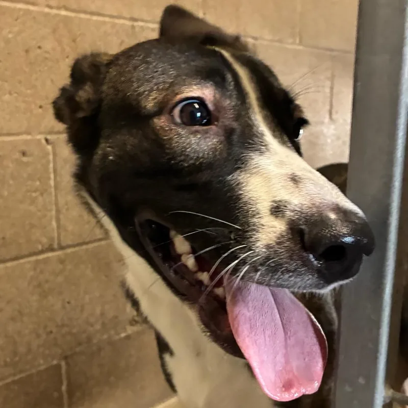 An adult large-sized female Black Shepherd dog named Mary Angela for adoption in Yuma, AZ
