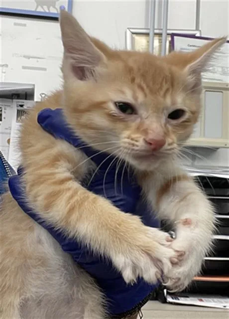A baby medium-sized female Domestic Short Hair cat named Olive for adoption in Dallas, TX