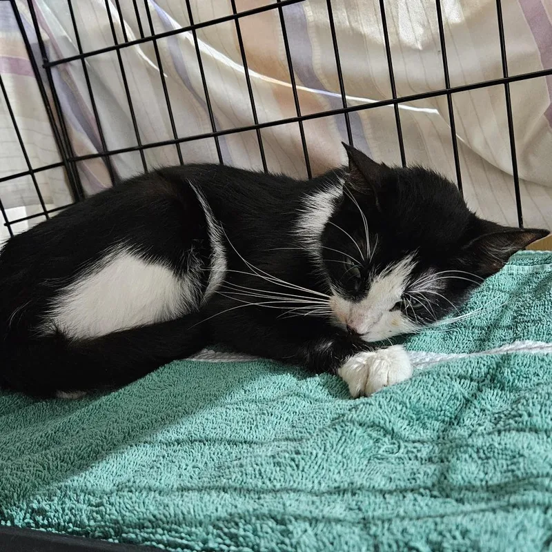 A young medium-sized female Black Domestic Short Hair cat named Pepin for adoption in Edwardsville, IL