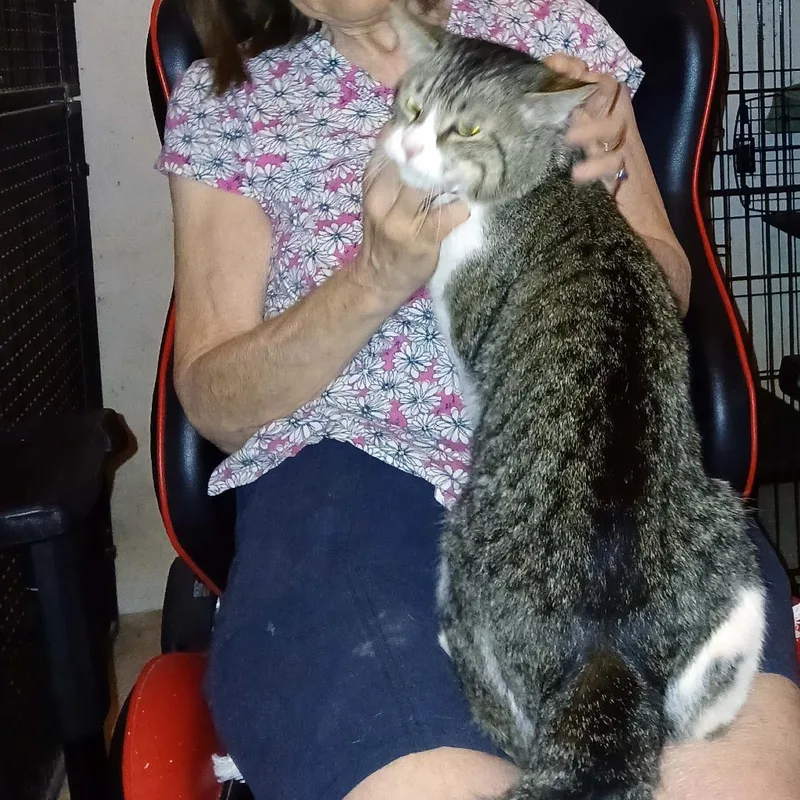 An adult large-sized male Brown / Chocolate Domestic Short Hair cat named Equinox for adoption in Wakefield, MA