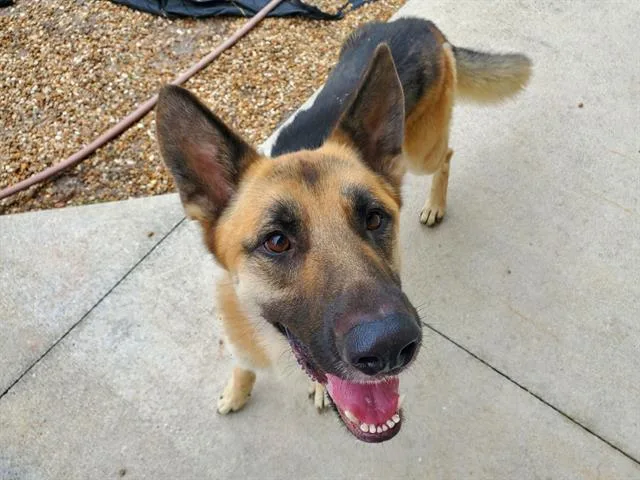 An adult large-sized male German Shepherd Dog dog named Atlas for adoption in Jacksonville, FL