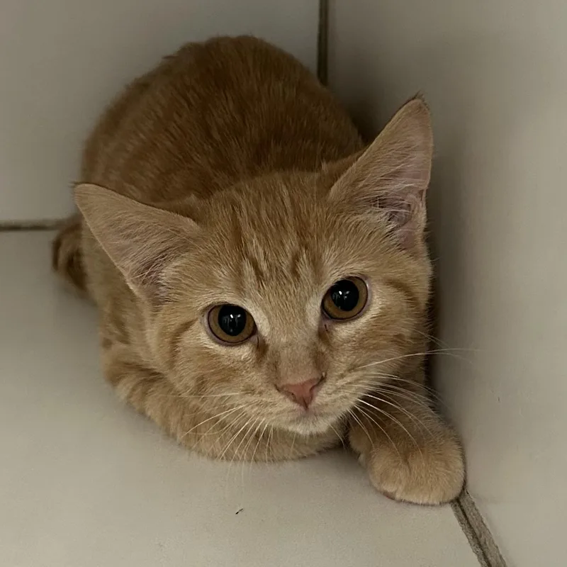 A baby medium-sized male Tabby (Orange / Red) Domestic Short Hair cat named Fumble for adoption in Mason City, IA