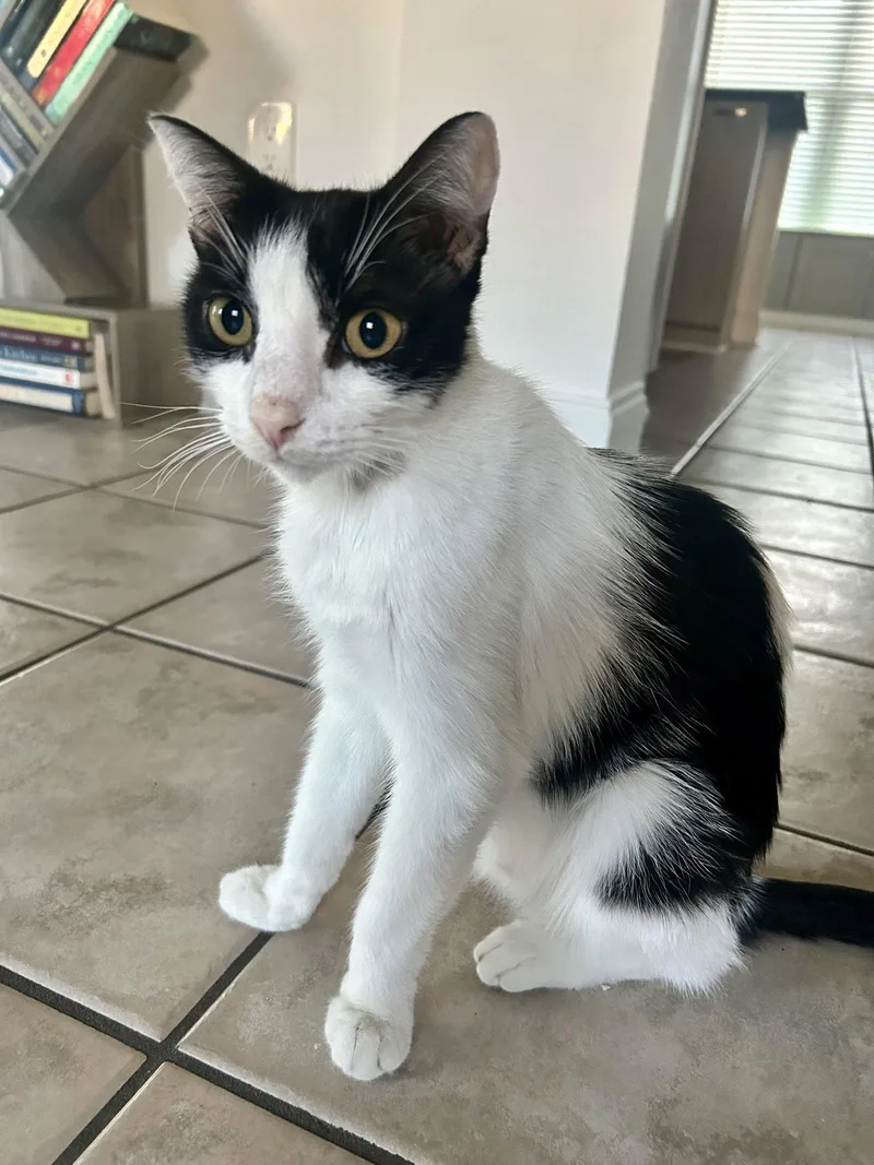 A young medium-sized female Black & White / Tuxedo Domestic Short Hair cat named Nova for adoption in Wesley Chapel, FL