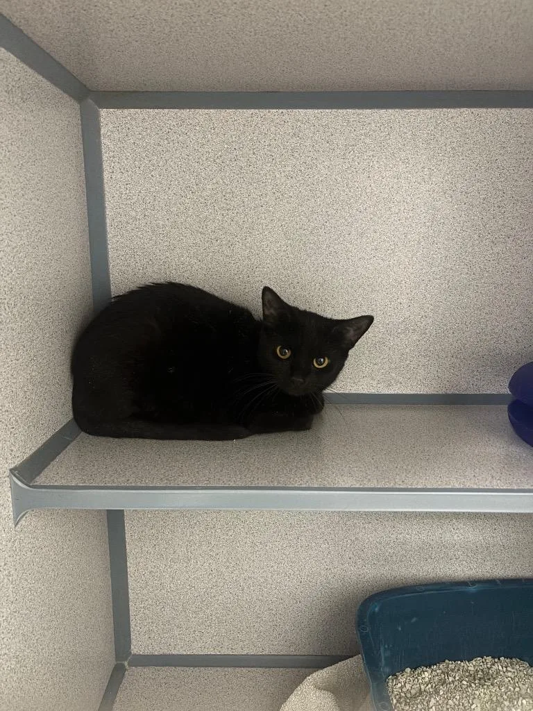 A young medium-sized female Domestic Short Hair cat named Cheerio for adoption in Liverpool, NY