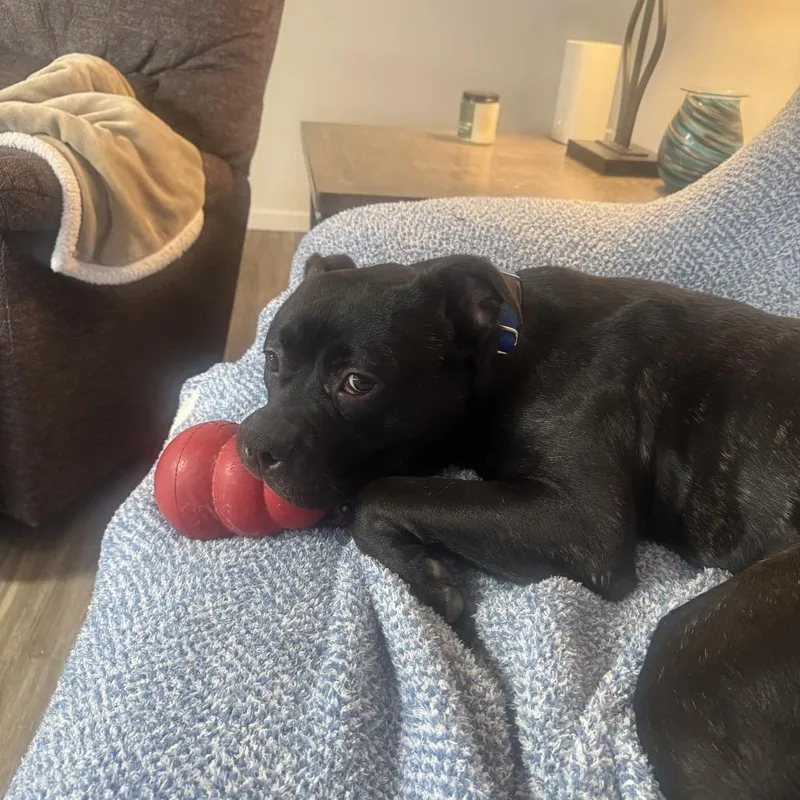 Jackson Storm thumbnail 2