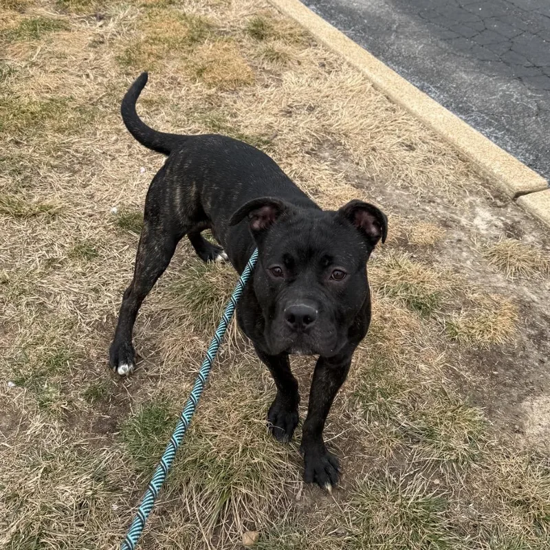 Jackson Storm thumbnail 3