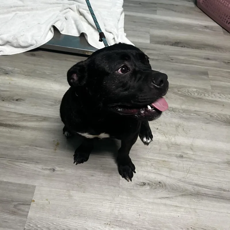 Jackson Storm thumbnail 4