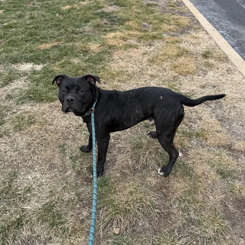 Jackson Storm thumbnail 5