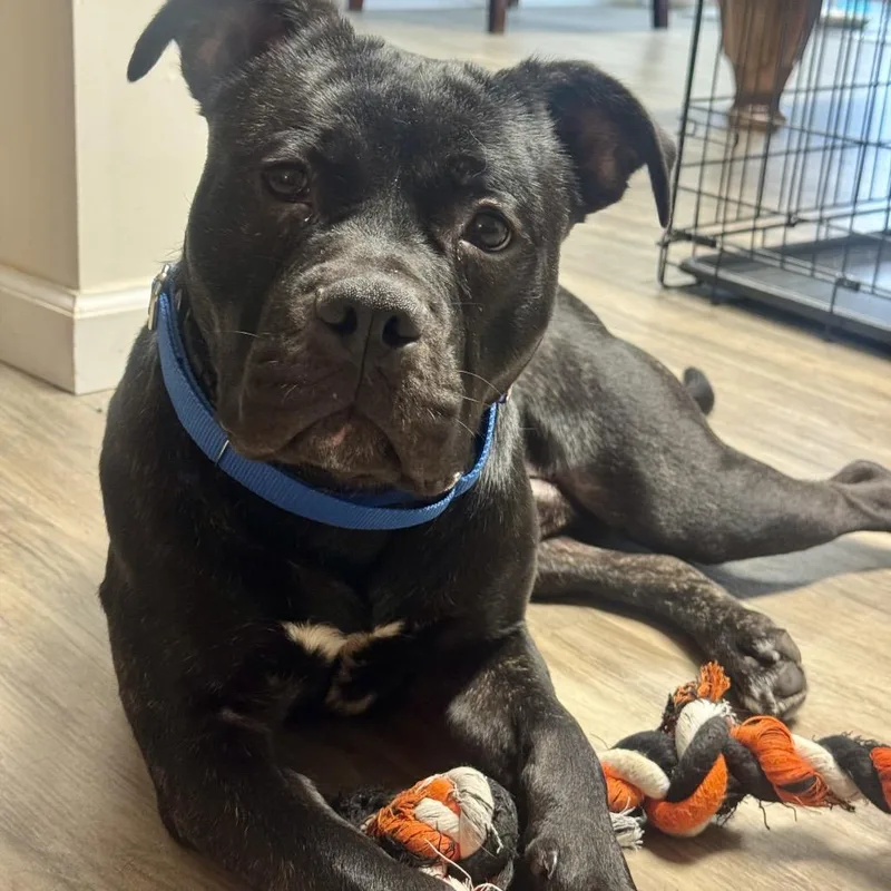 Jackson Storm thumbnail 6