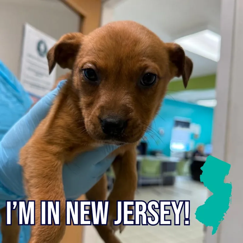 A baby small-sized female Brown / Chocolate Mixed Breed dog named Hydrangea for adoption in Charleston, WV