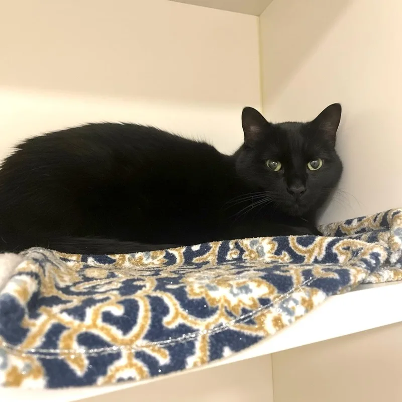 An adult medium-sized male Black Domestic Short Hair cat named Panther for adoption in Elyria, OH